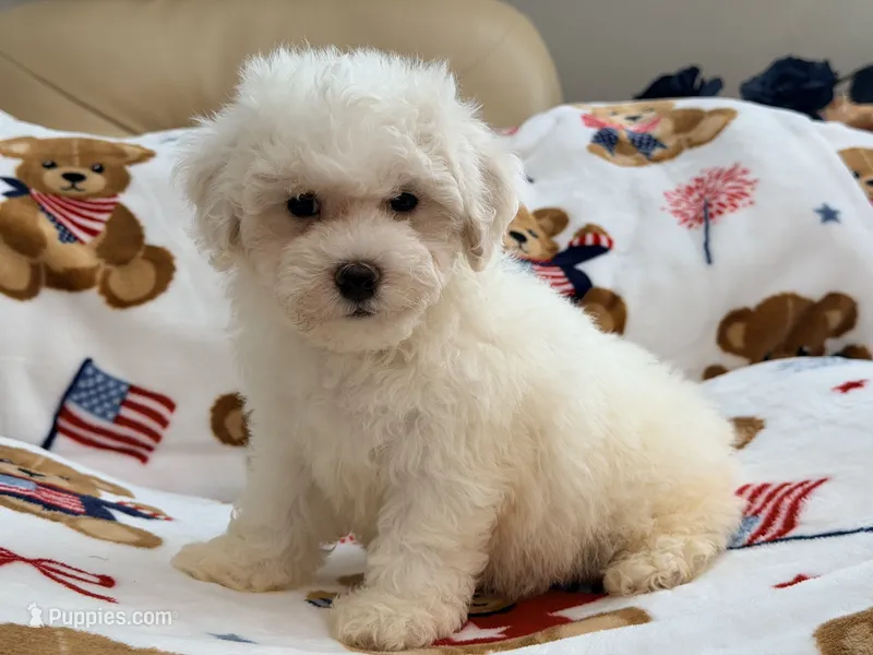 Moochi – Maltipoo, Poodle - Toy  puppy for sale in Tampa, FL