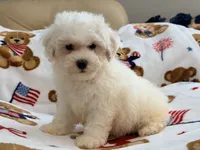 Toby , a male Maltipoo and Poodle - Toy  for sale in Tampa, FL – 1 of 10