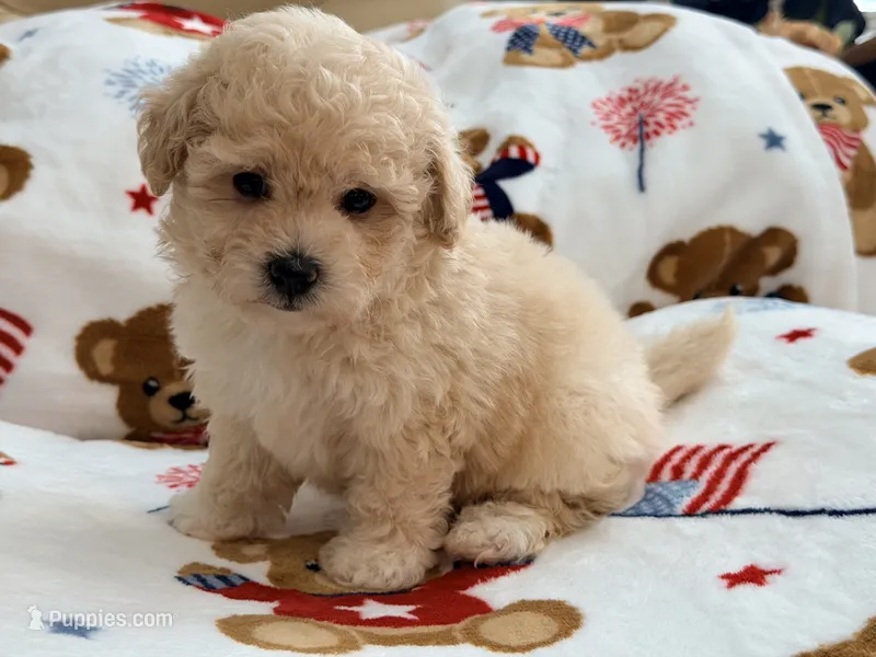 Mbappe – Maltipoo, Poodle - Toy  puppy for sale in Tampa, FL