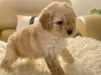 Noelle Toy F1b , a female Cavapoo and Poodle - Toy  for sale in Tampa, FL – 8 of 9