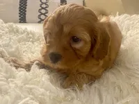 Tucker Toy F1b, a male Cavapoo and Poodle - Toy  for sale in Tampa, FL – 7 of 10