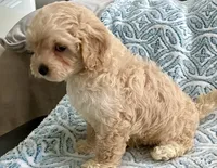 Marley Toy F1b , a male Cavapoo and Poodle - Toy  for sale in Tampa, FL – 2 of 10