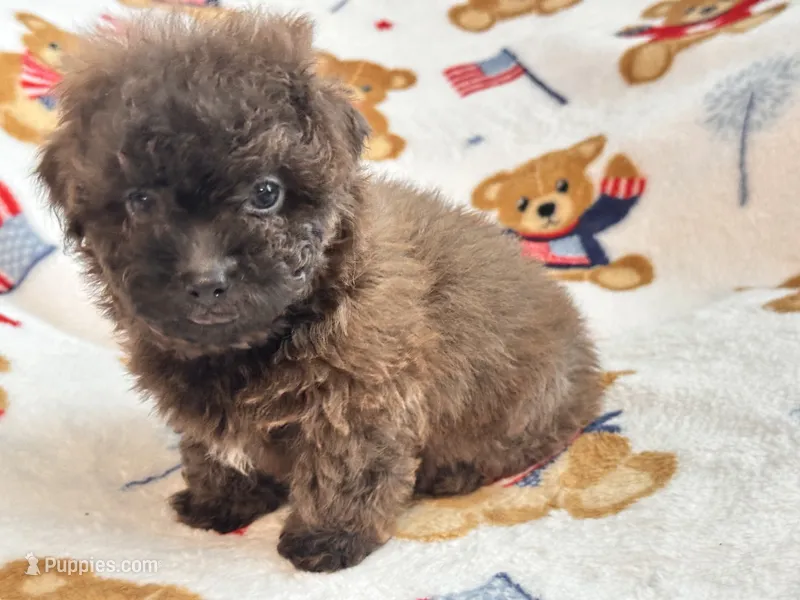 Coco  – Maltipoo, Poodle - Toy  puppy for sale in Tampa, FL