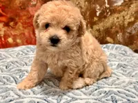 Nala , a female Maltipoo and Poodle - Toy  for sale in Tampa, FL – 4 of 10