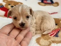 Ziggy , a male Maltipoo and Poodle - Toy  for sale in Tampa, FL – 7 of 10