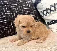Mila , a female Maltipoo and Poodle - Toy  for sale in Tampa, FL – 3 of 10