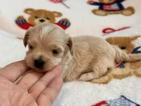 Bruno , a male Maltipoo and Poodle - Toy  for sale in Tampa, FL – 6 of 10
