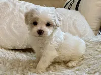 Charlie, a male Maltipoo and Poodle - Toy  for sale in Tampa, FL – 1 of 8