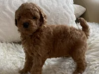 Nora, a female Maltipoo and Poodle - Toy  for sale in Tampa, FL – 4 of 6