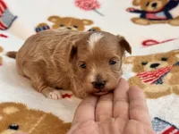 Jazzy , a male Maltipoo and Poodle - Toy  for sale in Tampa, FL – 5 of 9
