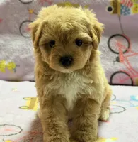 Bella , a female Maltipoo and Poodle - Toy  for sale in Tampa, FL – 9 of 10