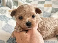 Lily , a female Maltipoo and Poodle - Toy  for sale in Tampa, FL – 4 of 9