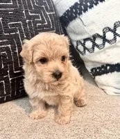 Zeus, a male Maltipoo and Poodle - Toy  for sale in Tampa, FL – 2 of 8