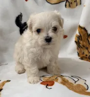Ally , a female Yorkshire Terrier and Morkie for sale in Tampa, FL – 9 of 9