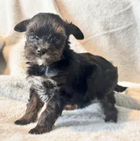 Meeko Tiny, a male Yorkshire Terrier for sale in Tampa, FL – 3 of 10