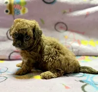 Mila, a female Maltipoo and Poodle - Toy  for sale in Tampa, FL – 10 of 10