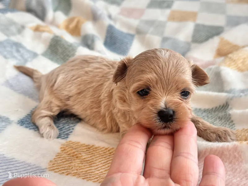 Lily  – Maltipoo, Poodle - Toy  puppy for sale in Tampa, FL
