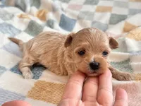 Lily , a female Maltipoo and Poodle - Toy  for sale in Tampa, FL – 1 of 9