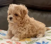 Amelia Korean , a female Maltipoo and Poodle - Toy  for sale in Tampa, FL – Photo 8 of 10