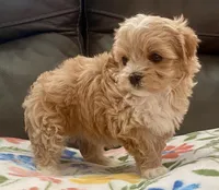 Amelia Korean , a female Maltipoo and Poodle - Toy  for sale in Tampa, FL – Photo 5 of 10