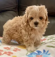 Amelia Korean , a female Maltipoo and Poodle - Toy  for sale in Tampa, FL – Photo 9 of 10