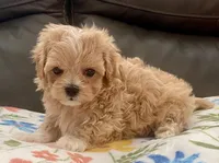 Amelia Korean , a female Maltipoo and Poodle - Toy  for sale in Tampa, FL – Photo 7 of 10