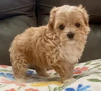 Amelia Korean , a female Maltipoo and Poodle - Toy  for sale in Tampa, FL – Photo 4 of 10