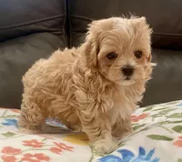 Amelia Korean , a female Maltipoo and Poodle - Toy  for sale in Tampa, FL – Photo 10 of 10