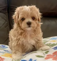 Amelia Korean , a female Maltipoo and Poodle - Toy  for sale in Tampa, FL – Photo 1 of 10