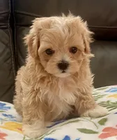Amelia Korean , a female Maltipoo and Poodle - Toy  for sale in Tampa, FL – Photo 3 of 10