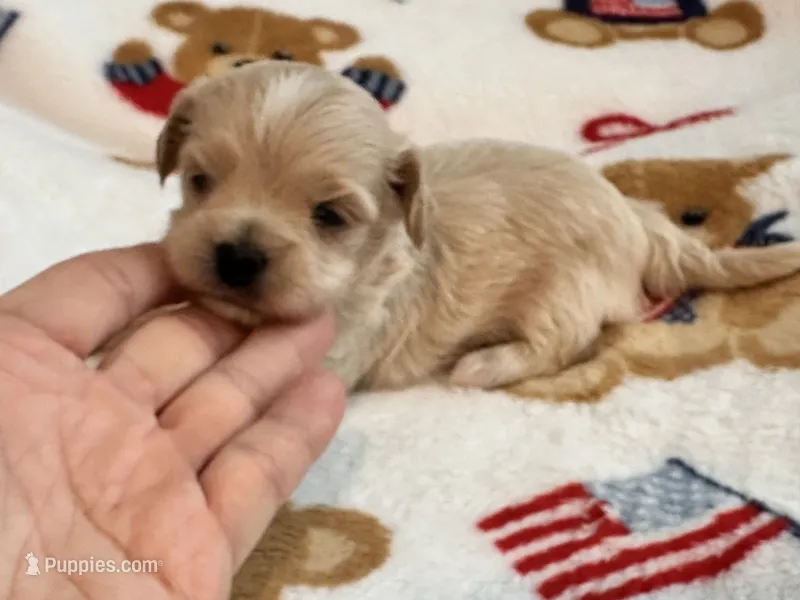 Bruno  – Maltipoo, Poodle - Toy  puppy for sale in Tampa, FL