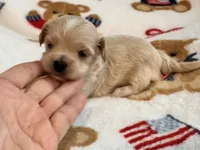 Bruno , a male Maltipoo and Poodle - Toy  for sale in Tampa, FL – 1 of 10
