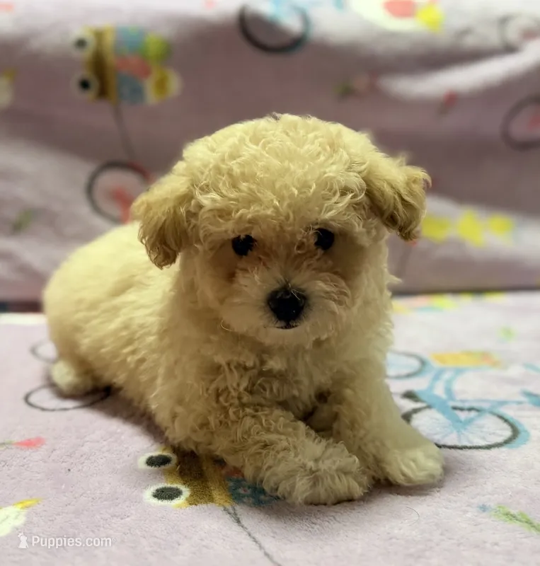 Tucker, a male Maltipoo and Poodle - Toy  for sale in Tampa, FL – 1 of 10