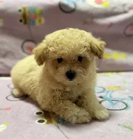 Tucker, a male Maltipoo and Poodle - Toy  for sale in Tampa, FL – 1 of 10