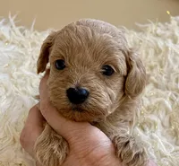 Toby , a male Maltipoo and Poodle - Toy  for sale in Tampa, FL – Photo 7 of 10