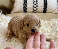 Toby , a male Maltipoo and Poodle - Toy  for sale in Tampa, FL – Photo 3 of 10