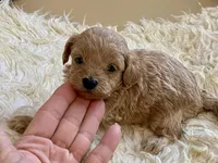 Toby , a male Maltipoo and Poodle - Toy  for sale in Tampa, FL – Photo 9 of 10