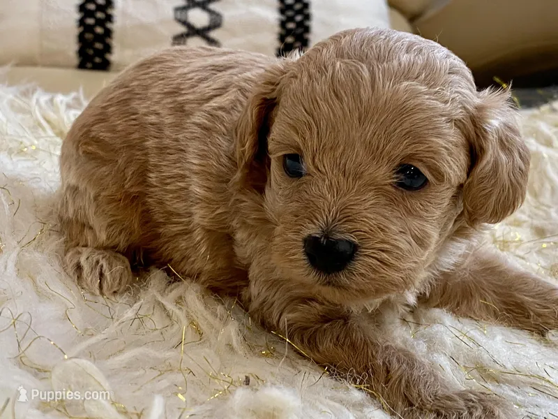 Toby  – Maltipoo, Poodle - Toy  puppy for sale in Tampa, FL