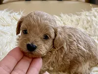 Toby , a male Maltipoo and Poodle - Toy  for sale in Tampa, FL – Photo 10 of 10