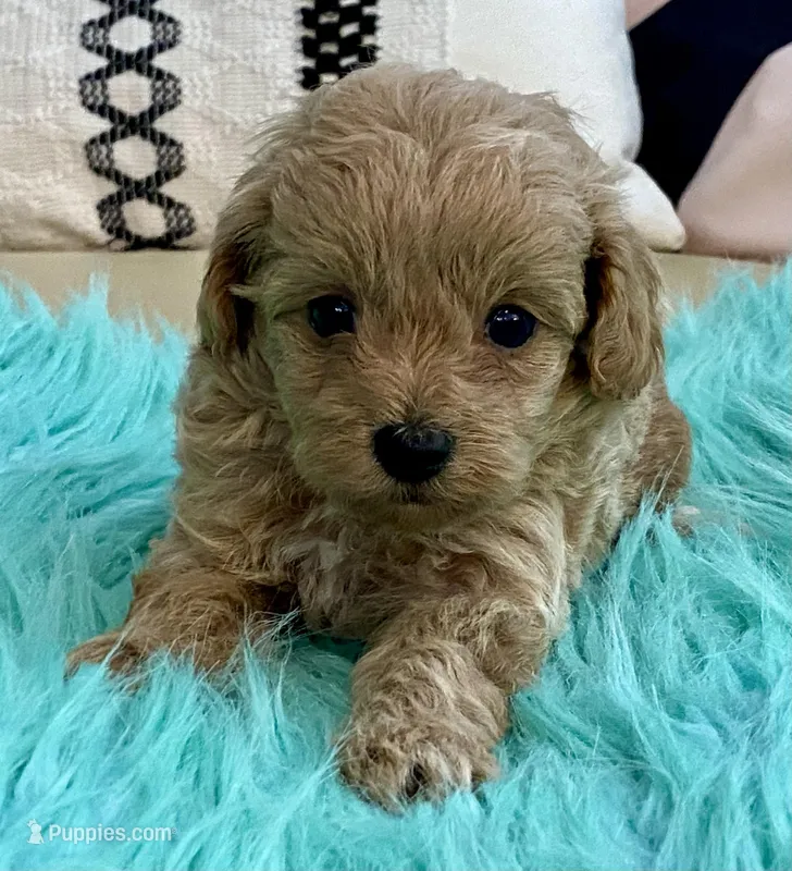 Toby  – Maltipoo, Poodle - Toy  puppy for sale in Tampa, FL