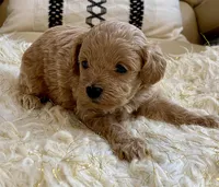 Toby , a male Maltipoo and Poodle - Toy  for sale in Tampa, FL – Photo 2 of 10