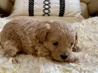 Toby , a male Maltipoo and Poodle - Toy  for sale in Tampa, FL – Photo 8 of 10