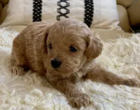 Toby , a male Maltipoo and Poodle - Toy  for sale in Tampa, FL – Photo 5 of 10