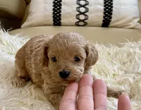Toby , a male Maltipoo and Poodle - Toy  for sale in Tampa, FL – Photo 4 of 10
