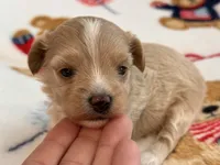 Lily , a female Maltipoo and Poodle - Toy  for sale in Tampa, FL – 3 of 9