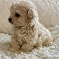 Bella , a female Maltipoo and Poodle - Toy  for sale in Tampa, FL – 4 of 10