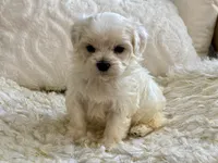 Oliver, a male Maltipoo and Poodle - Toy  for sale in Tampa, FL – 6 of 9