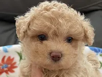 Siri Toy , a female Maltipoo and Poodle - Toy  for sale in Tampa, FL – Photo 10 of 10
