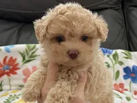 Siri Toy , a female Maltipoo and Poodle - Toy  for sale in Tampa, FL – Photo 9 of 10