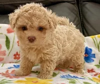 Siri Toy , a female Maltipoo and Poodle - Toy  for sale in Tampa, FL – Photo 7 of 10